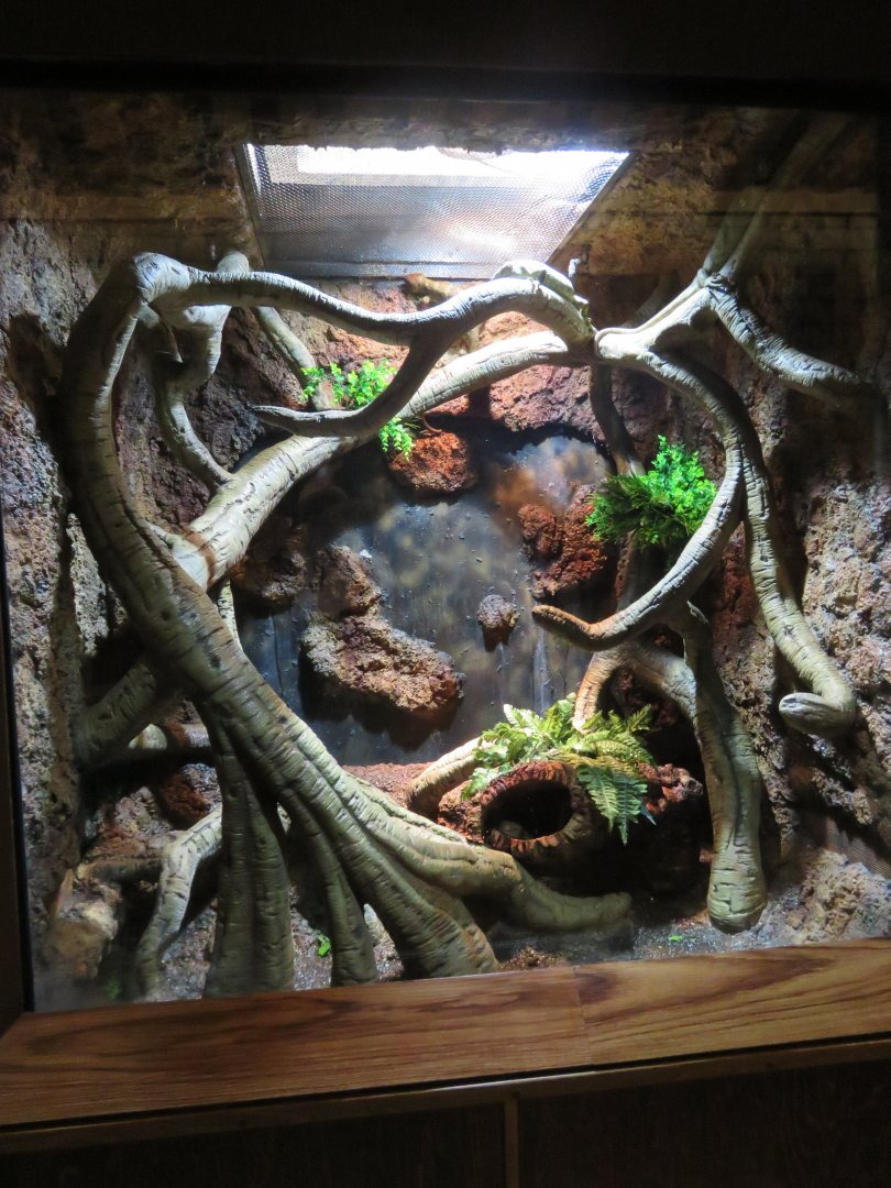 Prehensile-tailed Skink Exhibit