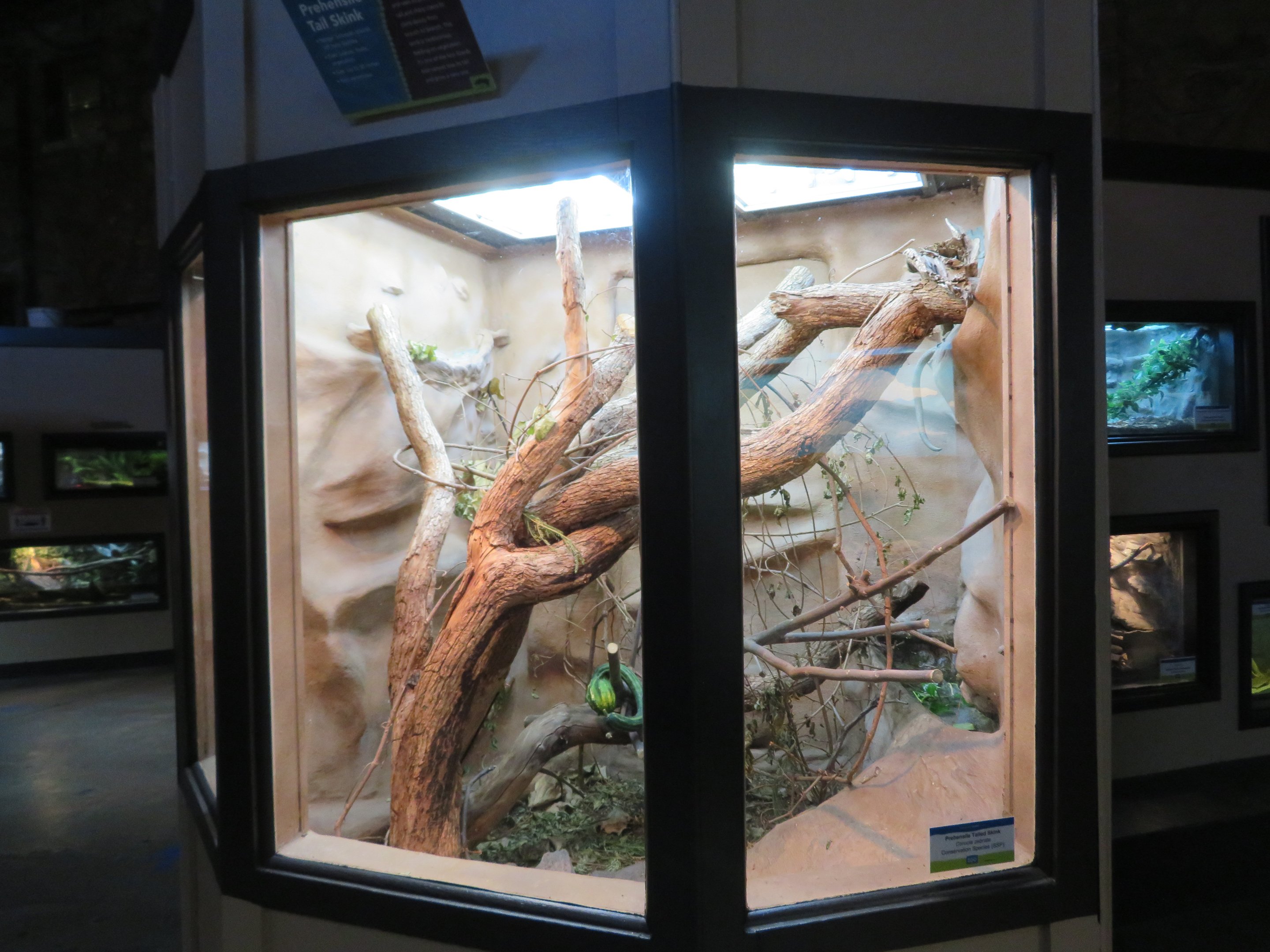 Prehensile-Tailed Skink Exhibit