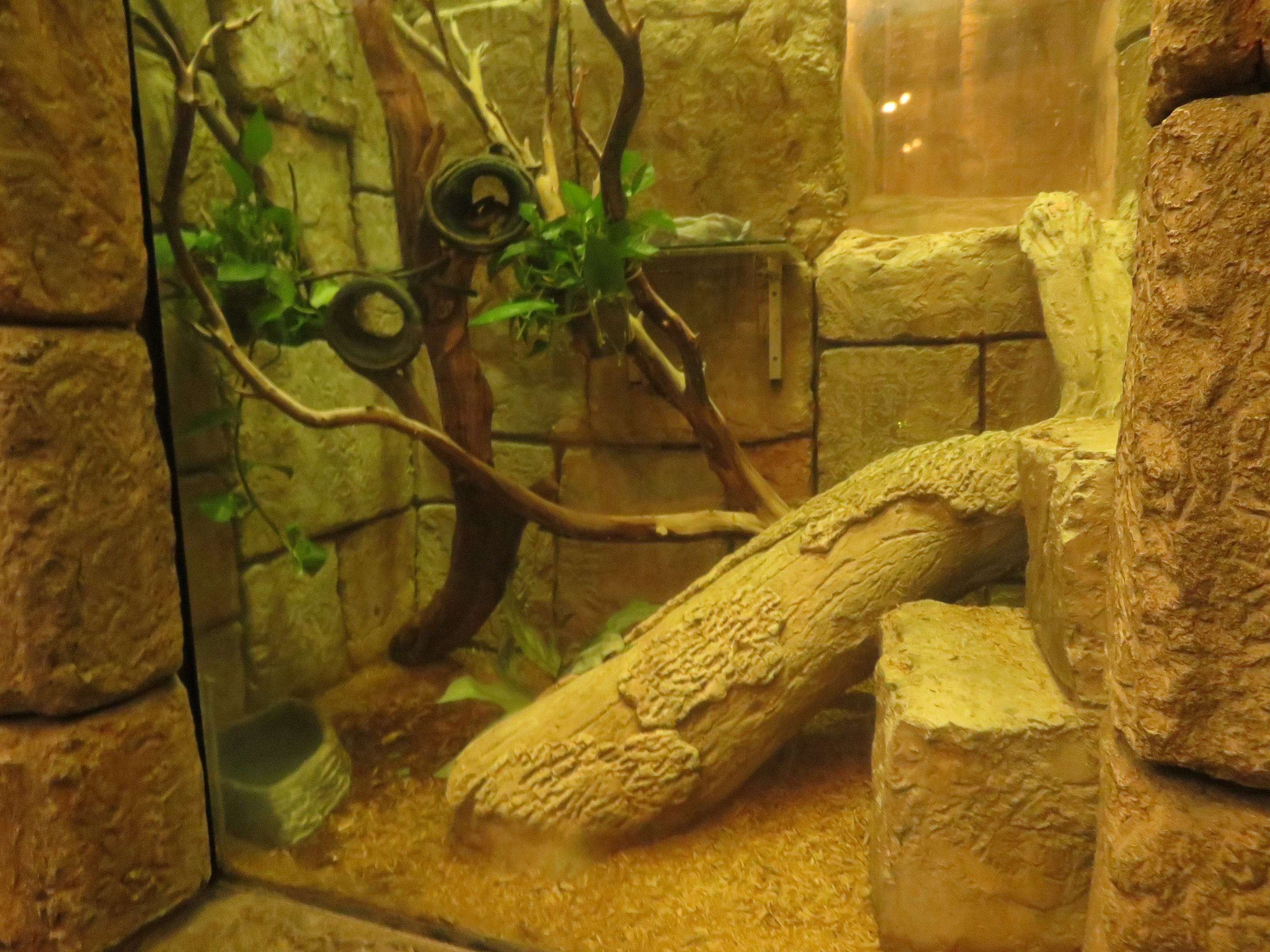Prehensile-tailed Skink Exhibit