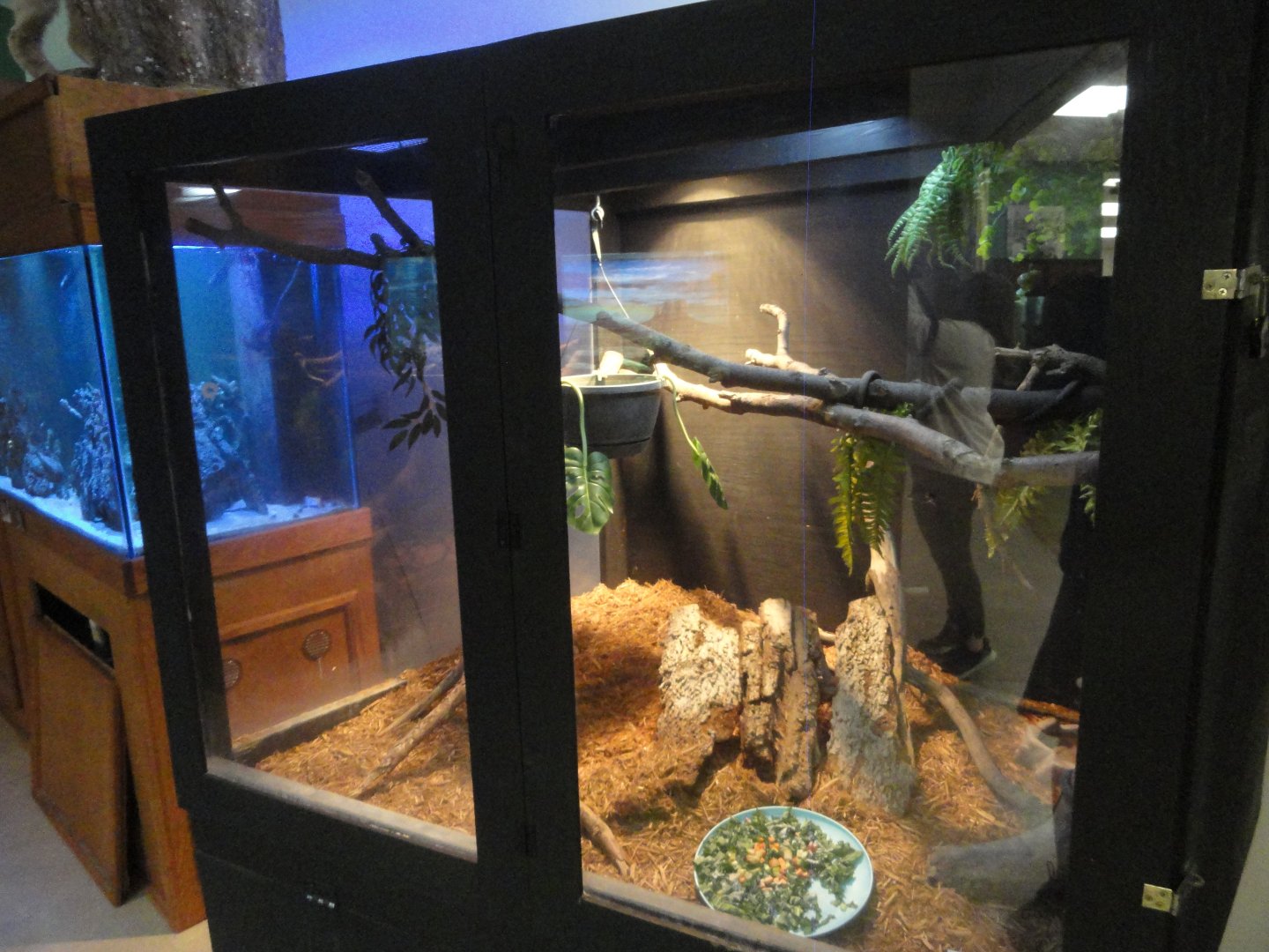 Prehensile Tailed Skink Exhibit
