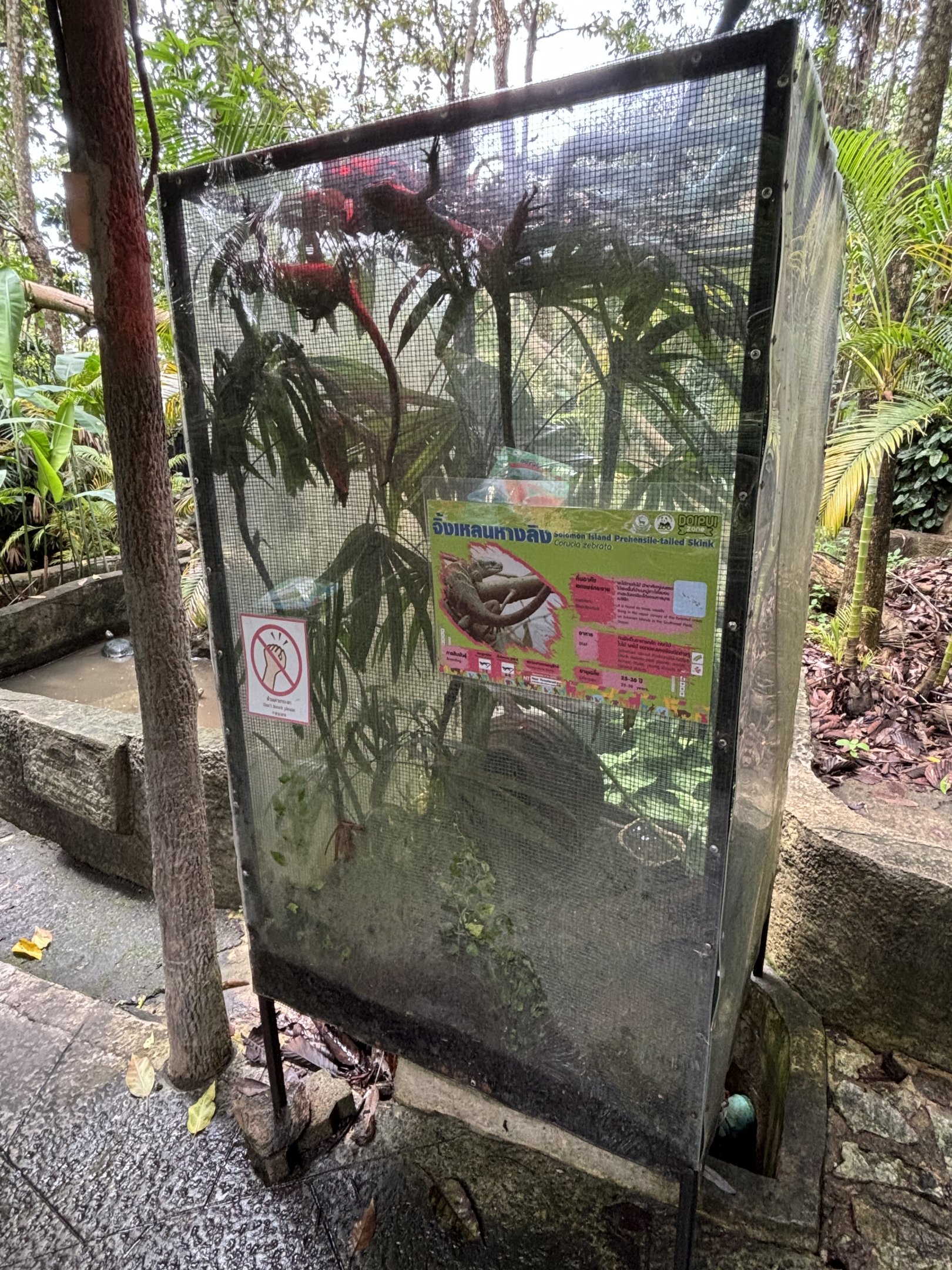 Prehensile-tailed Skink Exhibit