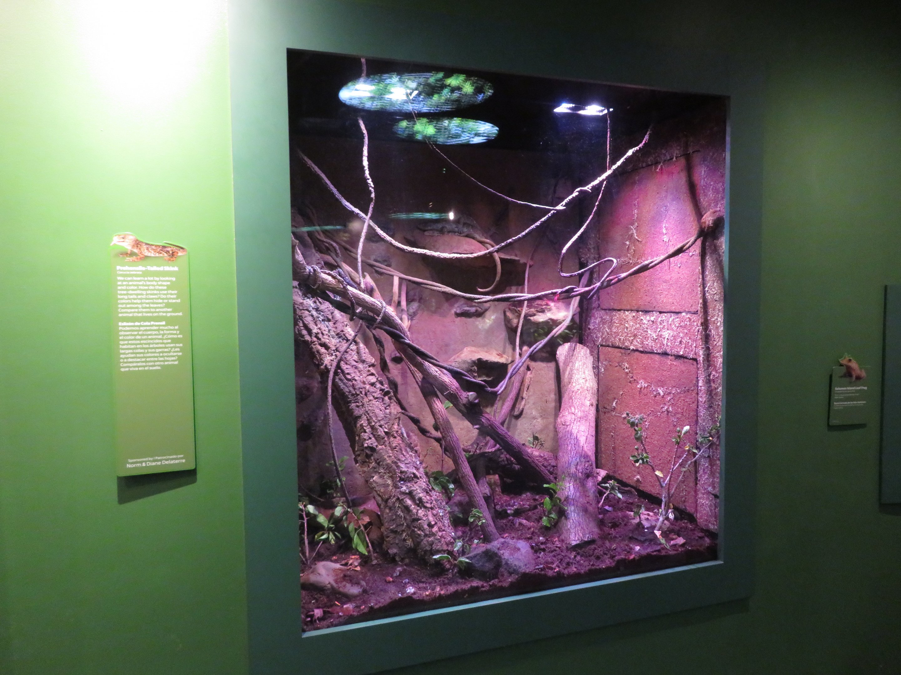 Prehensile-tailed Skink Exhibit