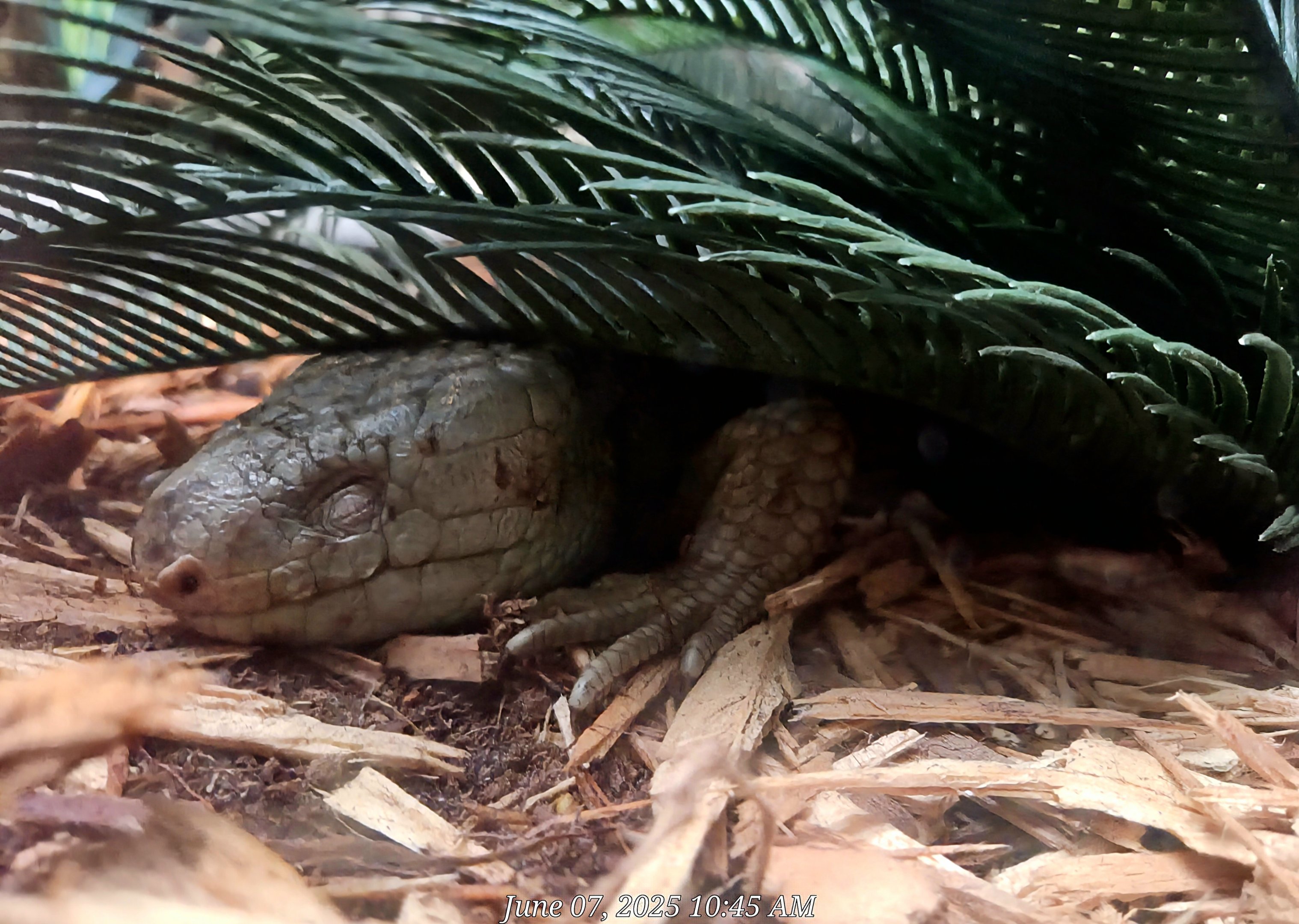 Prehensile-Tailed Skink  - Greenville Zoo