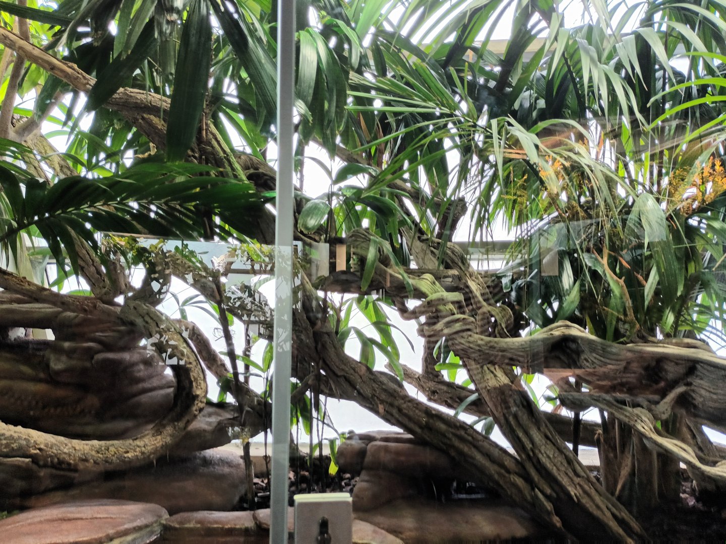 Prehensile tailed Skink Habitat