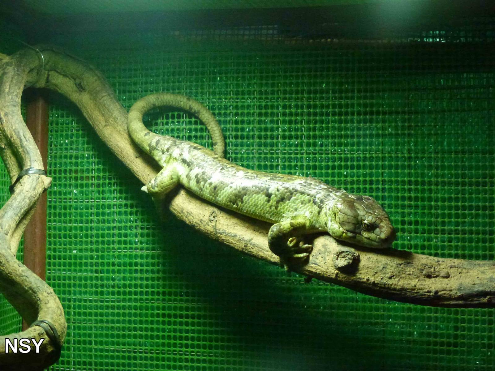 Prehensile-tailed skink, June 2013.