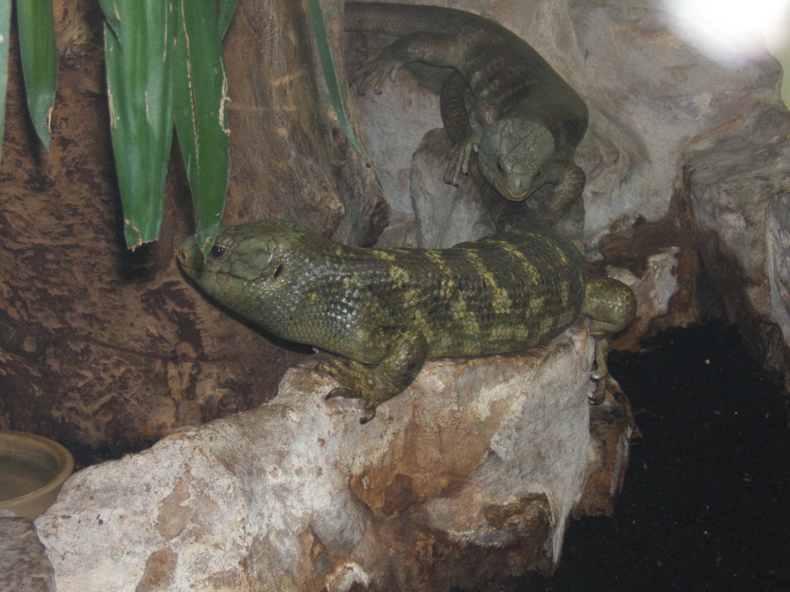 Prehensile-tailed Skink`s