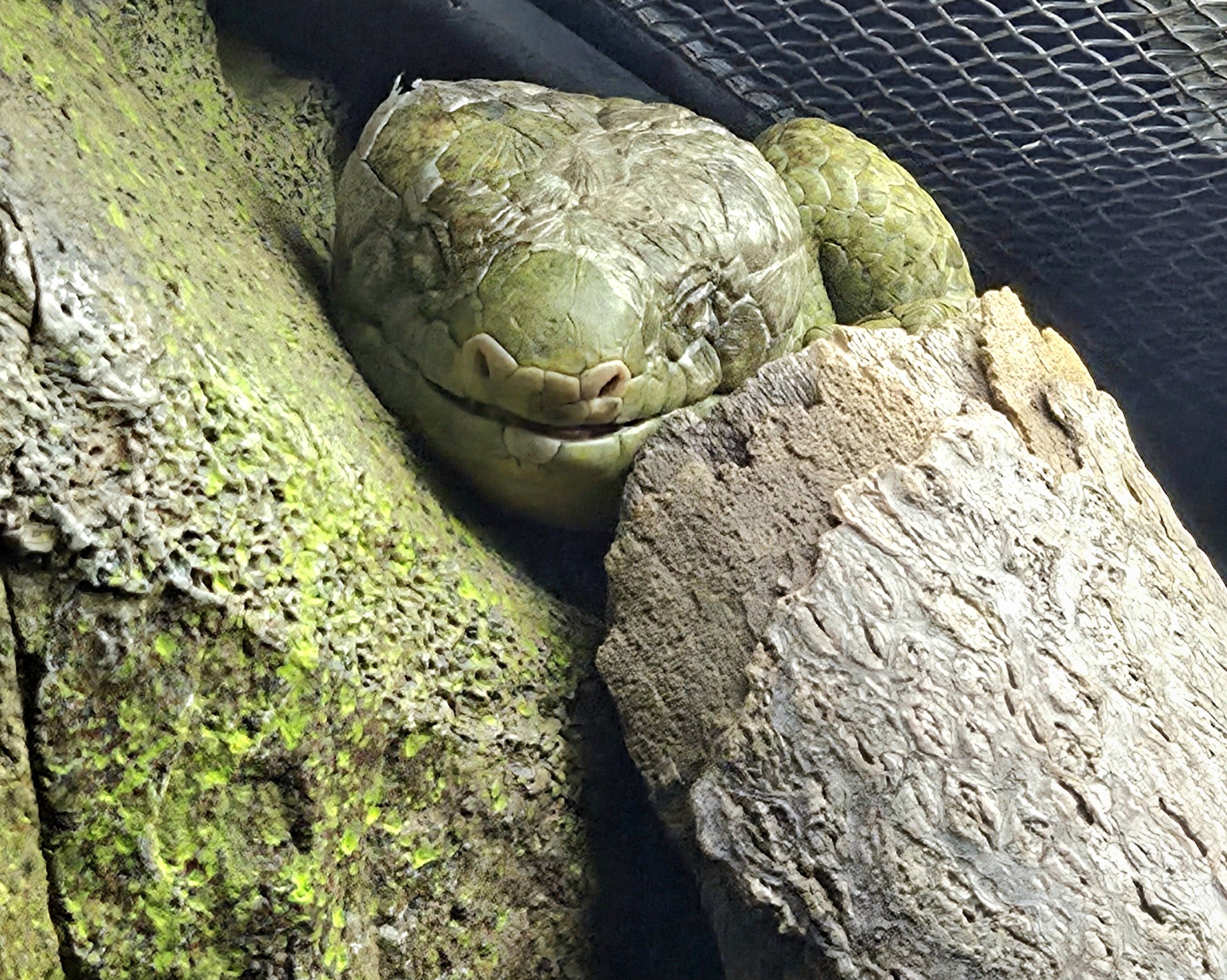 Prehensile-Tailed Skink - Zoo Knoxville