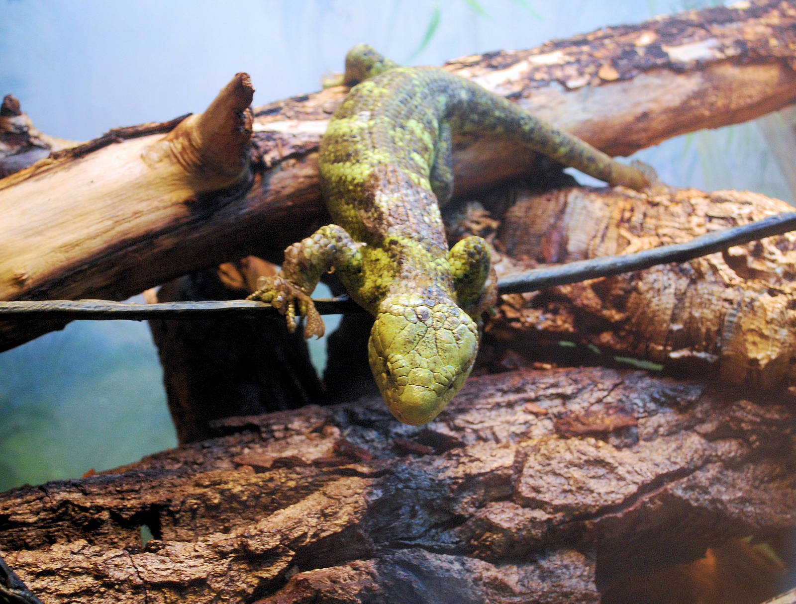 Prehensile Tailed Skink