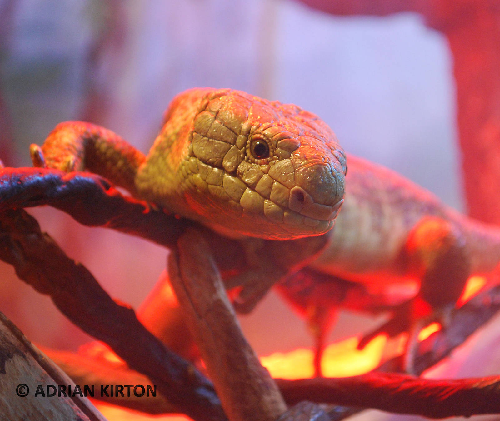 PREHENSILE TAILED SKINK