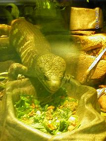 Prehensile Tailed Skink