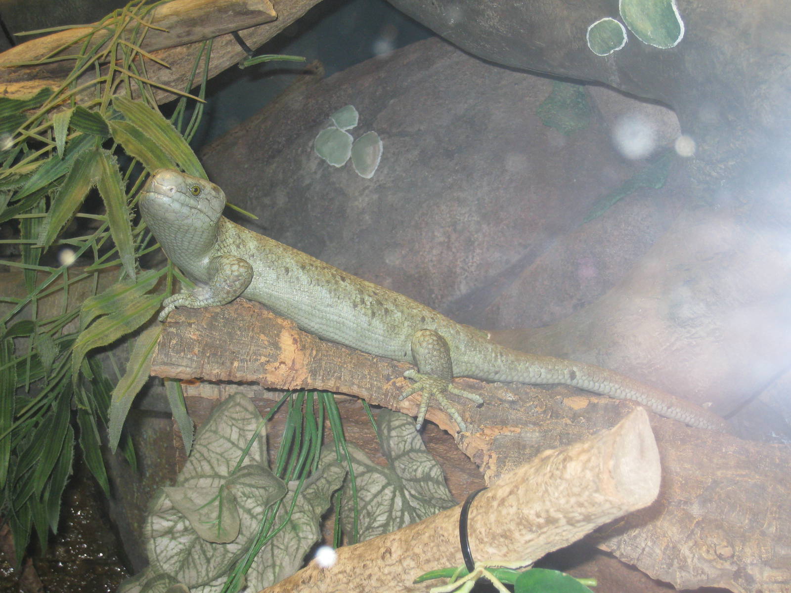 Prehensile-tailed Skink