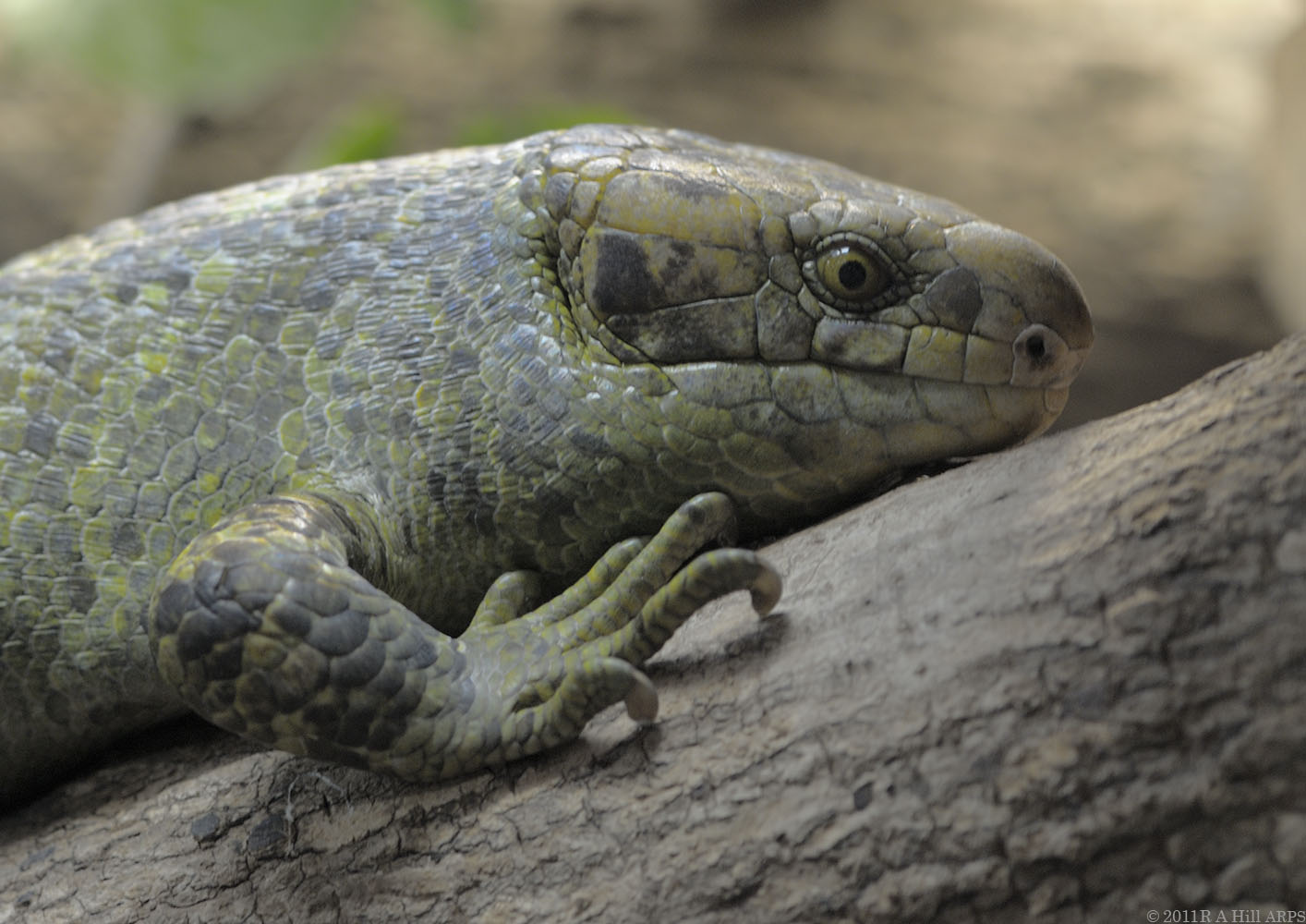 Prehensile-tailed skink