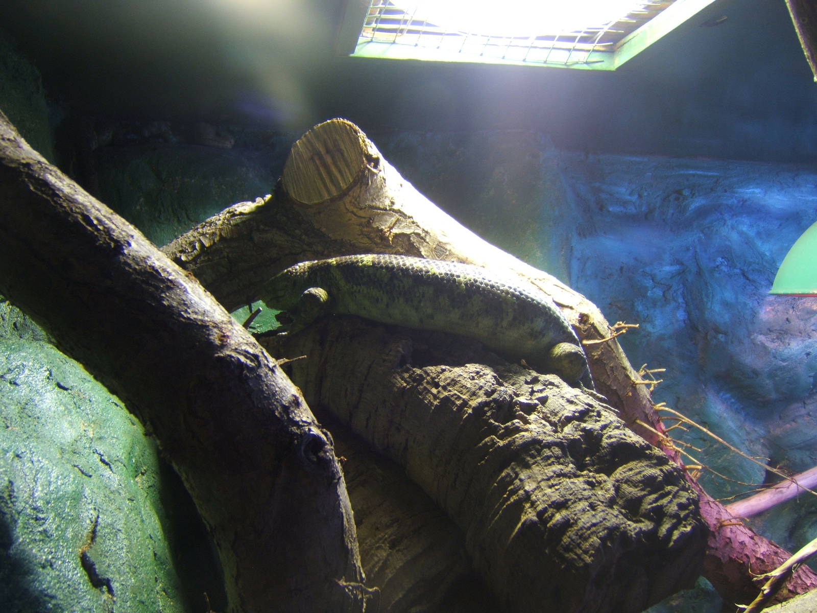 Prehensile-tailed Skink