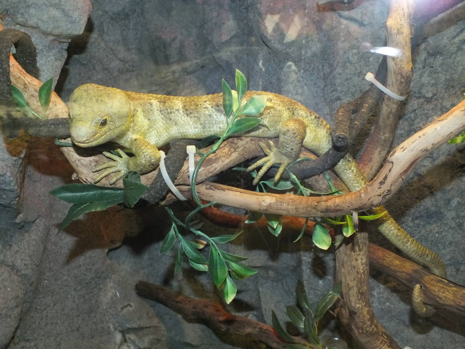 Prehensile Tailed Skink