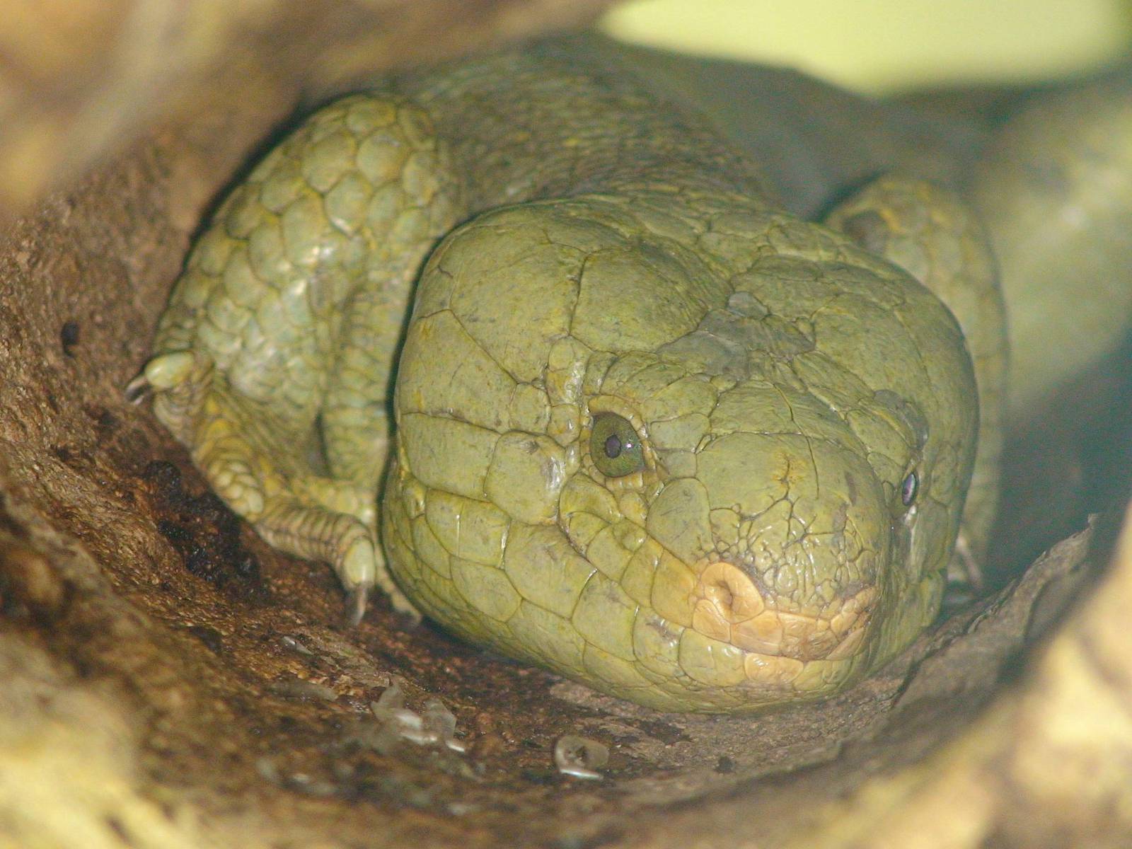 Prehensile tailed skink
