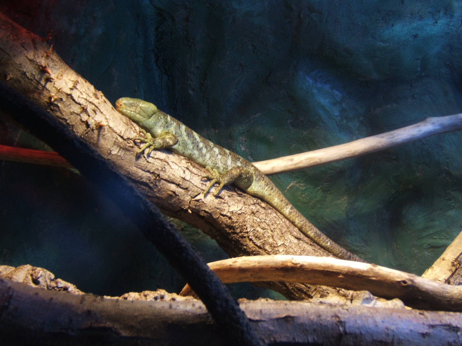 Prehensile-tailed Skink