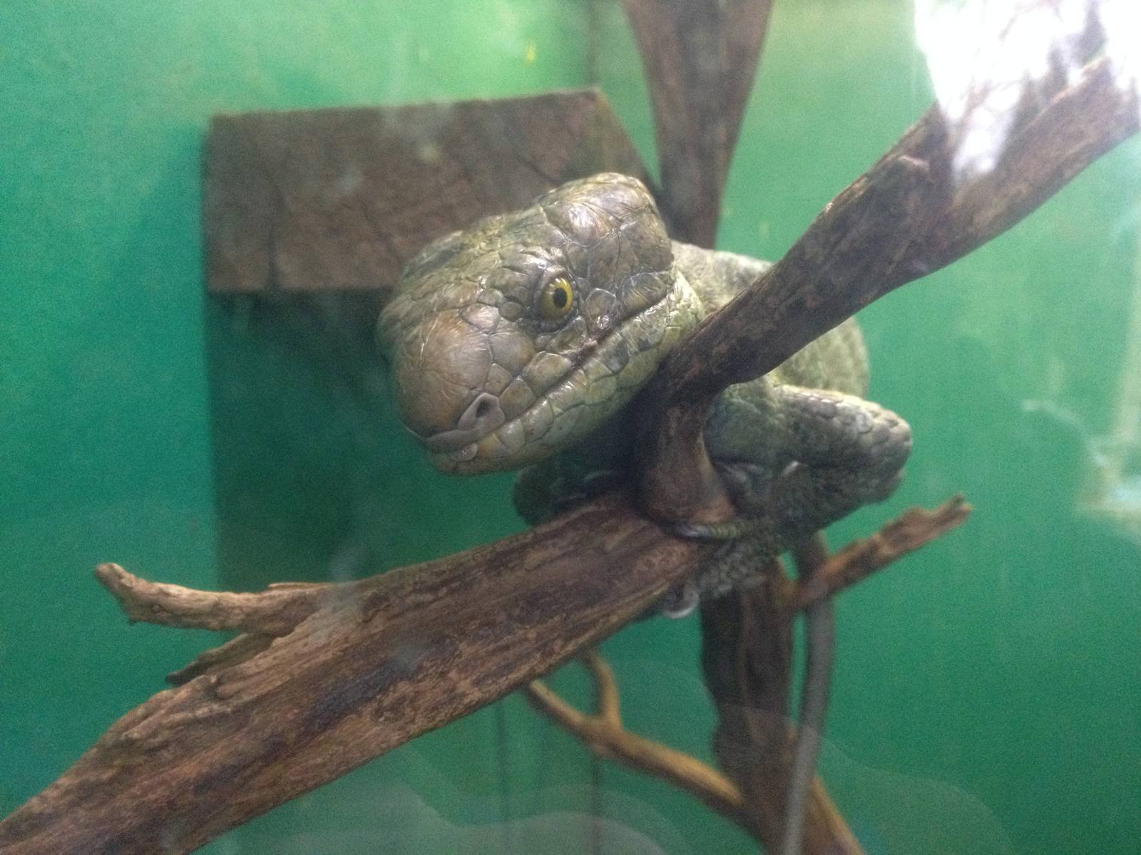 Prehensile-tailed Skink