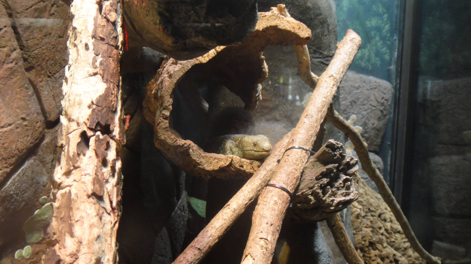 Prehensile-tailed skink