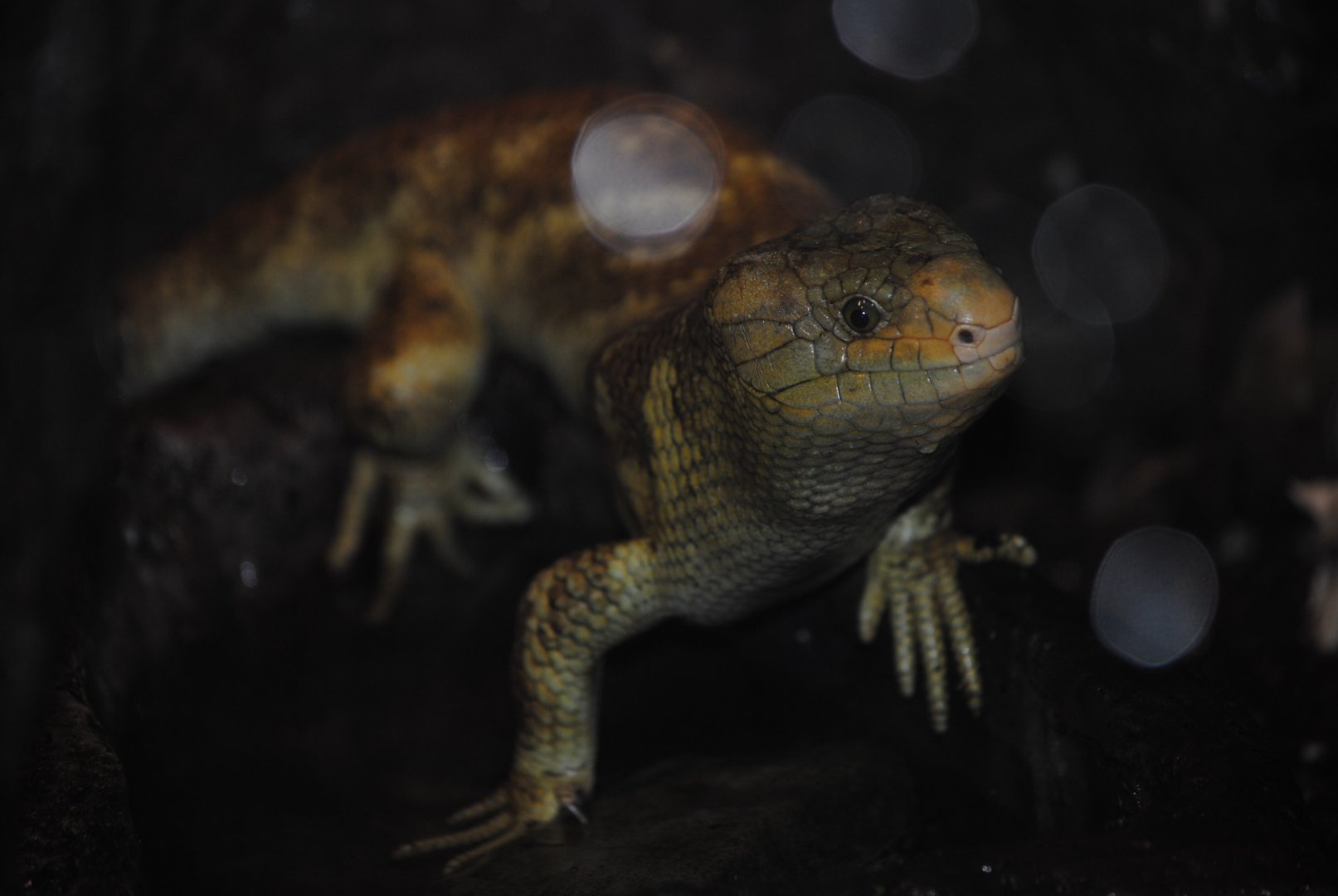 Prehensile-tailed Skink