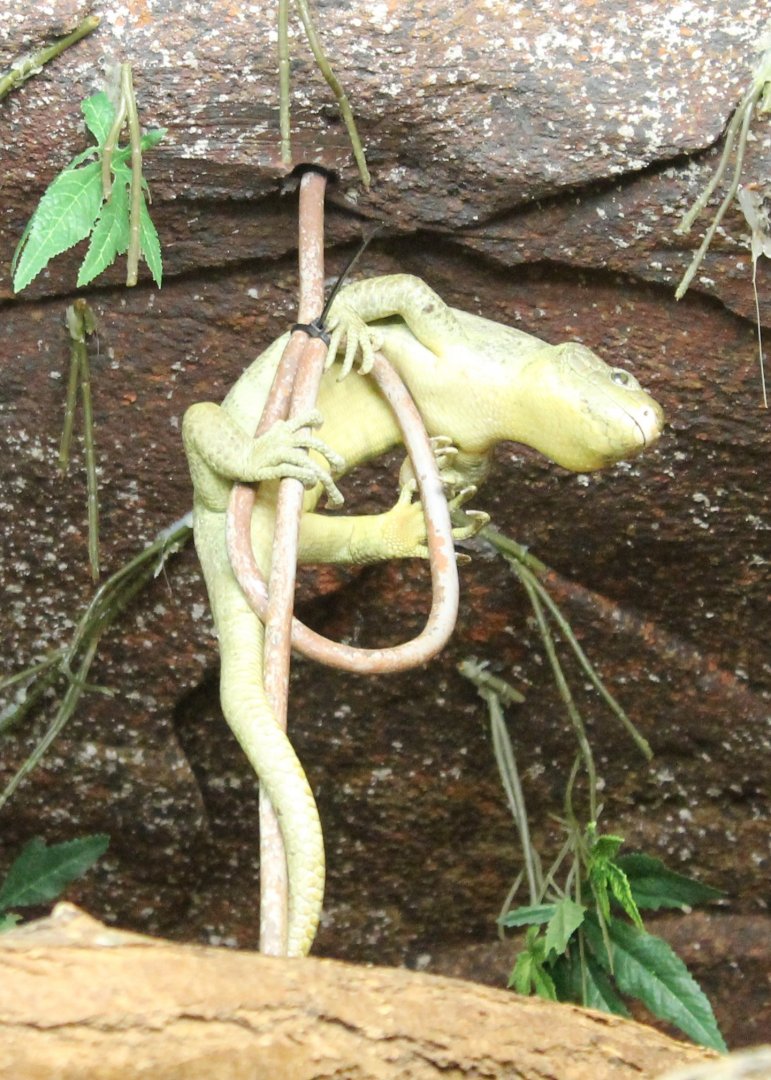 Prehensile-tailed skink