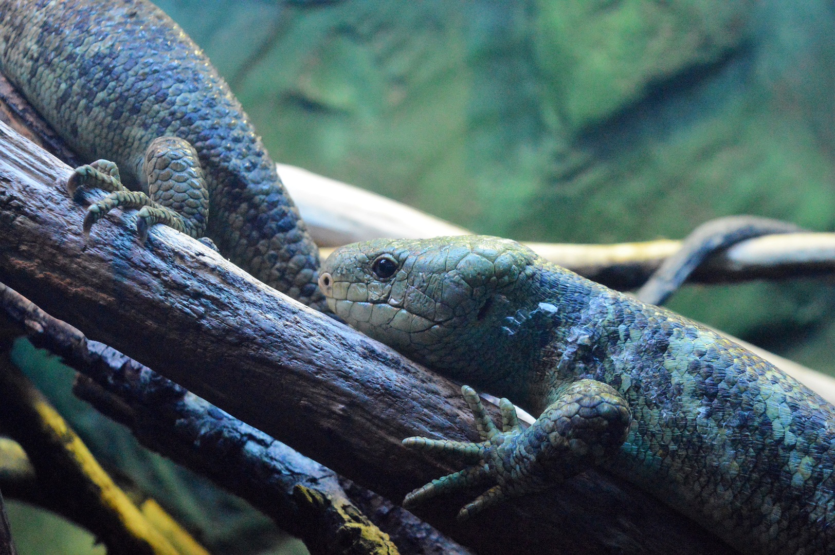 Prehensile-tailed skink