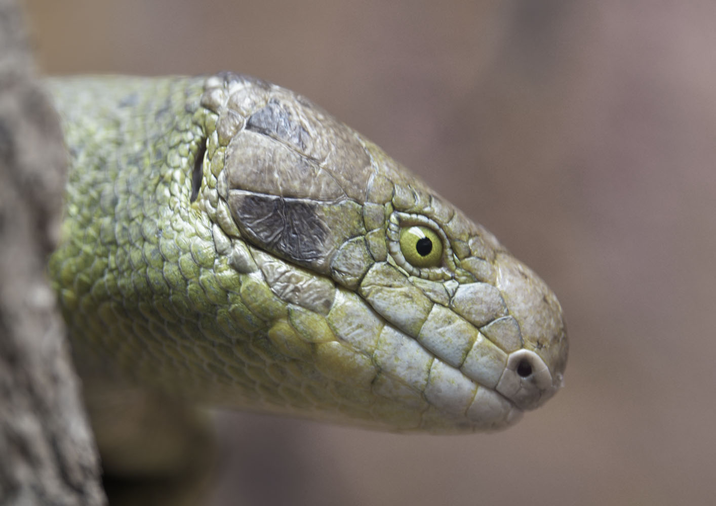 Prehensile-tailed skink