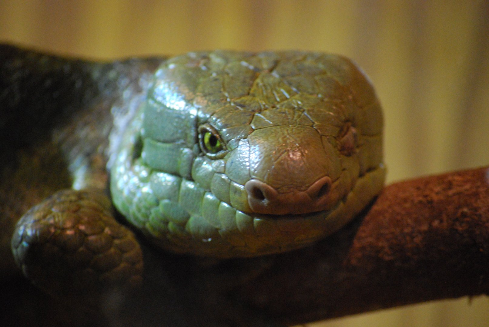Prehensile-Tailed Skink
