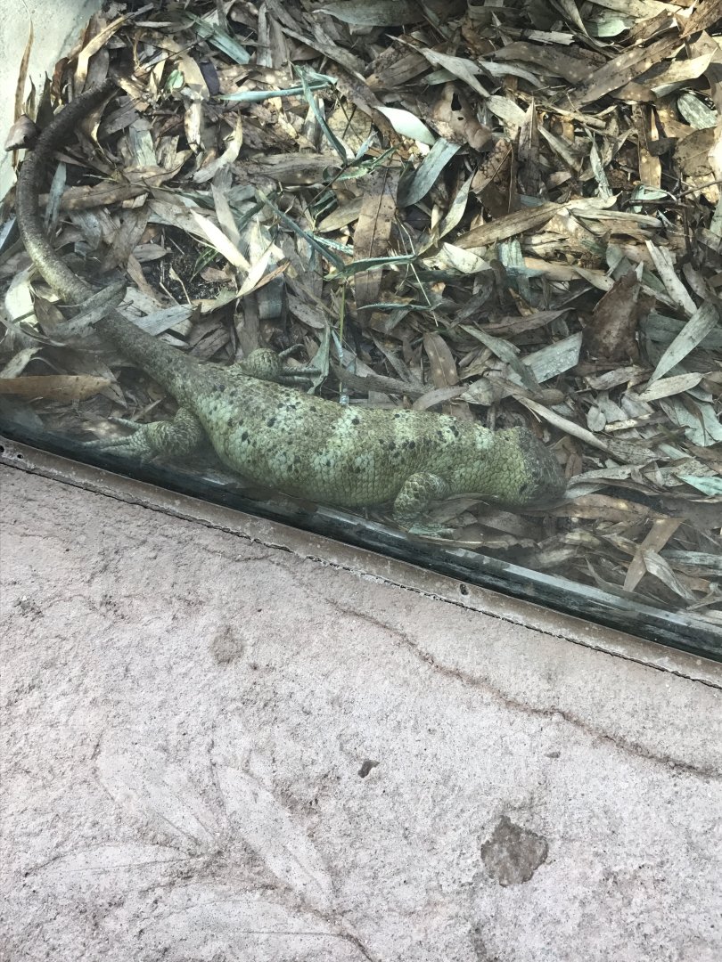 Prehensile-tailed skink