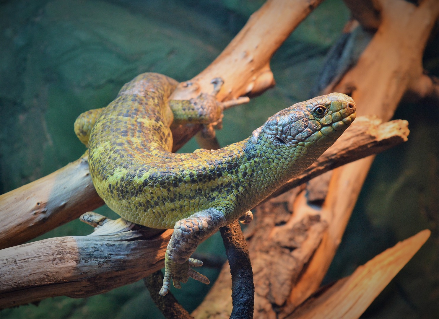 Prehensile-tailed skink
