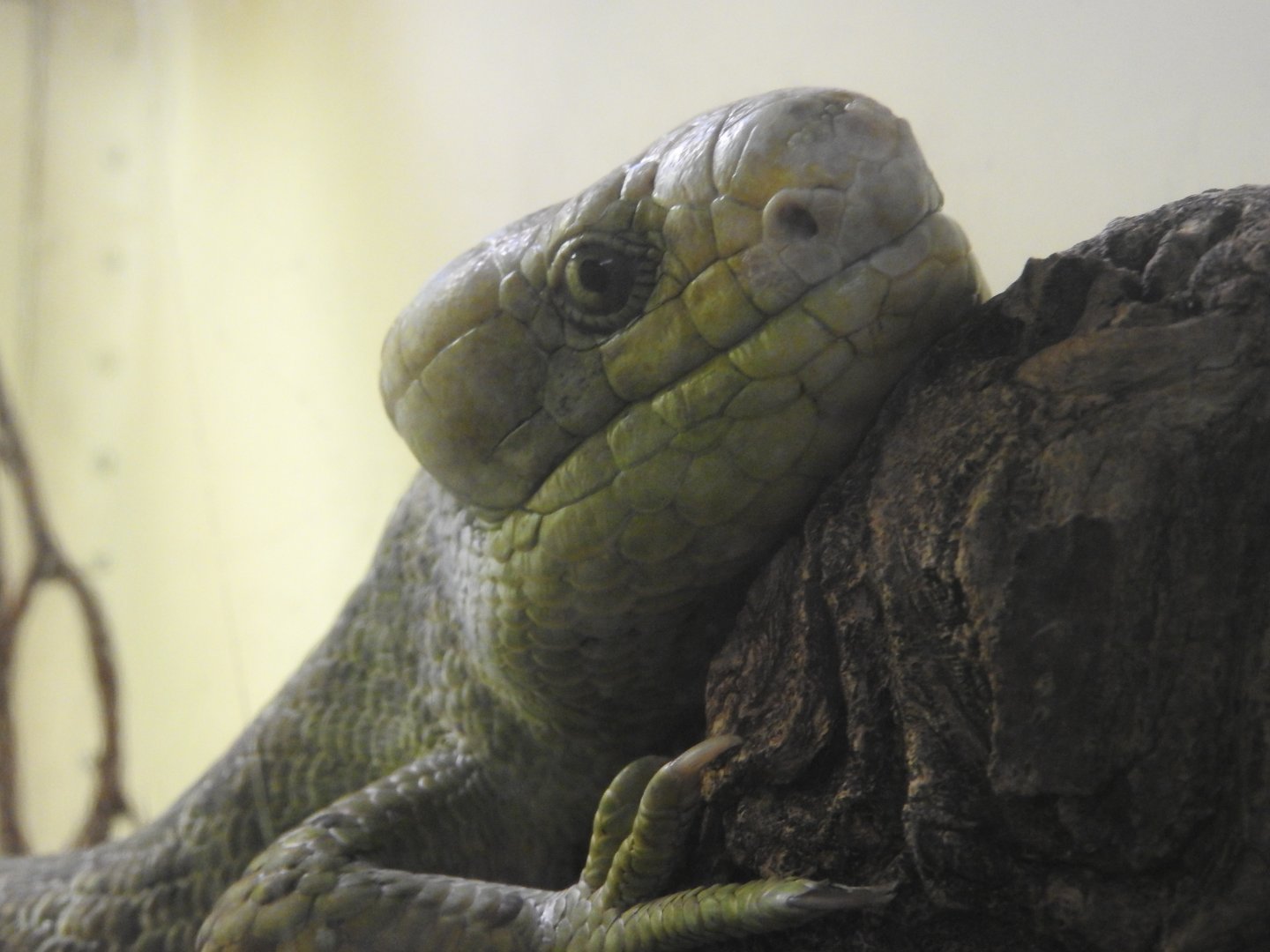 Prehensile-tailed Skink