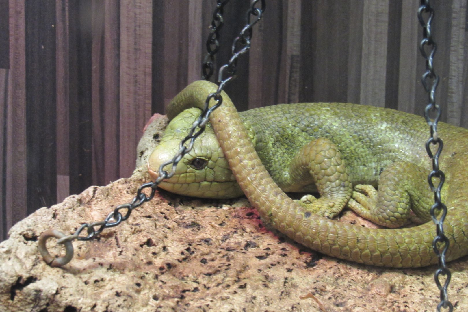 Prehensile tailed skink