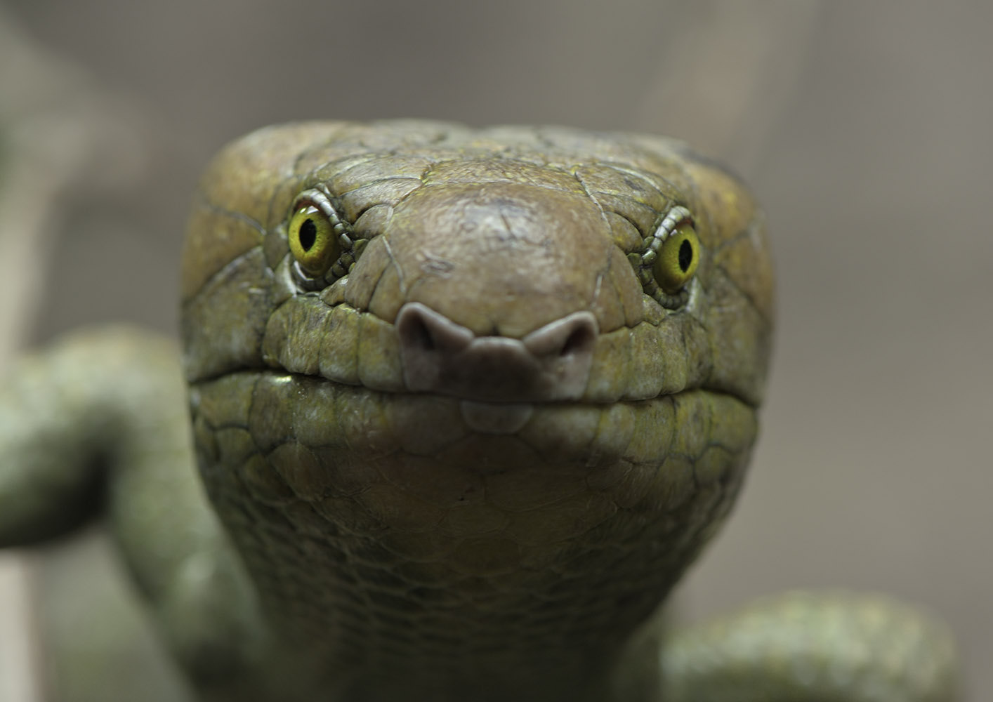 Prehensile-tailed skink