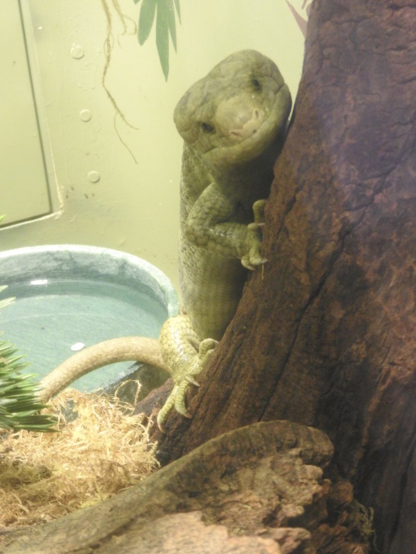 Prehensile-tailed Skink