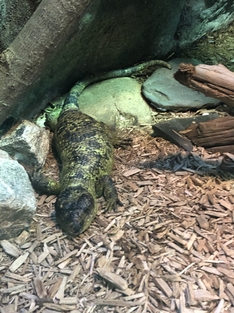 Prehensile-Tailed Skink