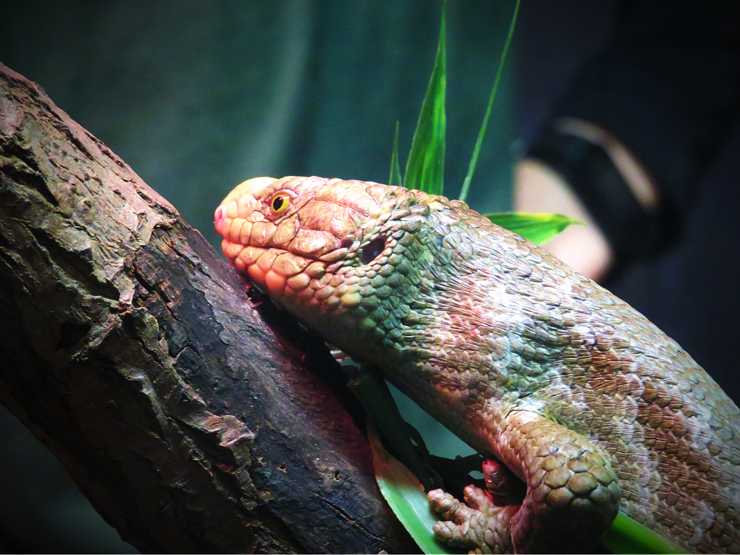 Prehensile-tailed skink