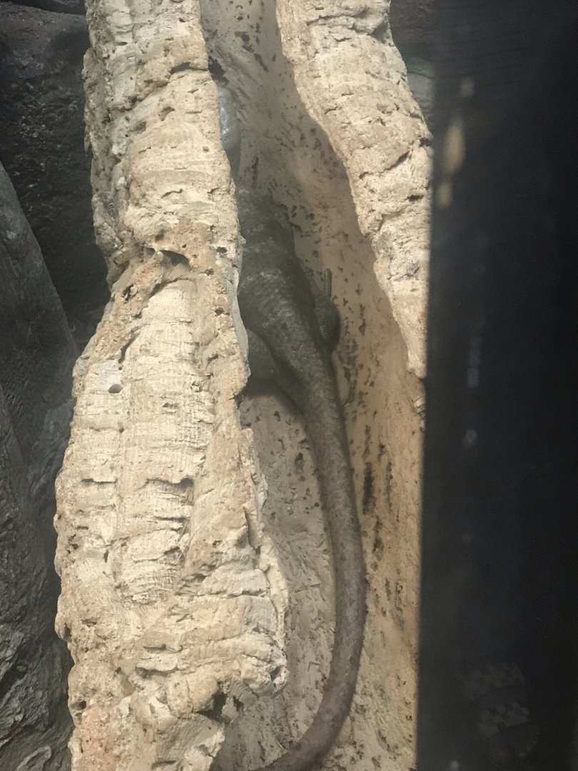 Prehensile-tailed skink