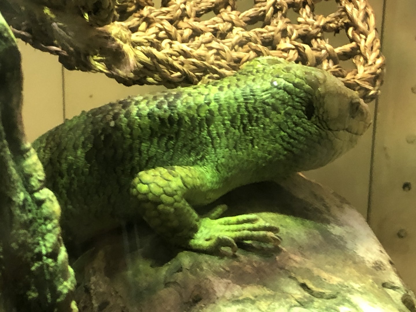 Prehensile-tailed skink