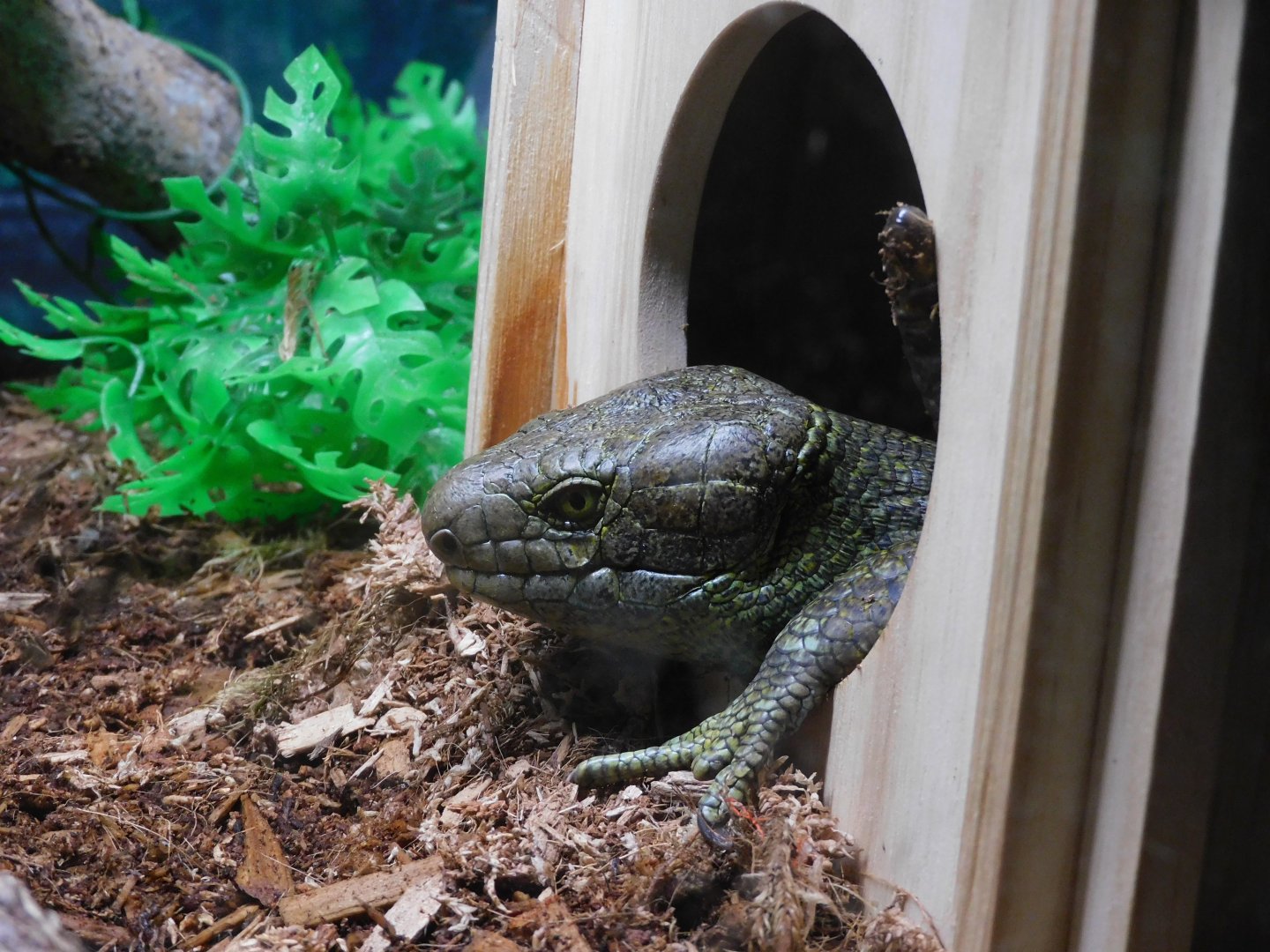 Prehensile tailed skink