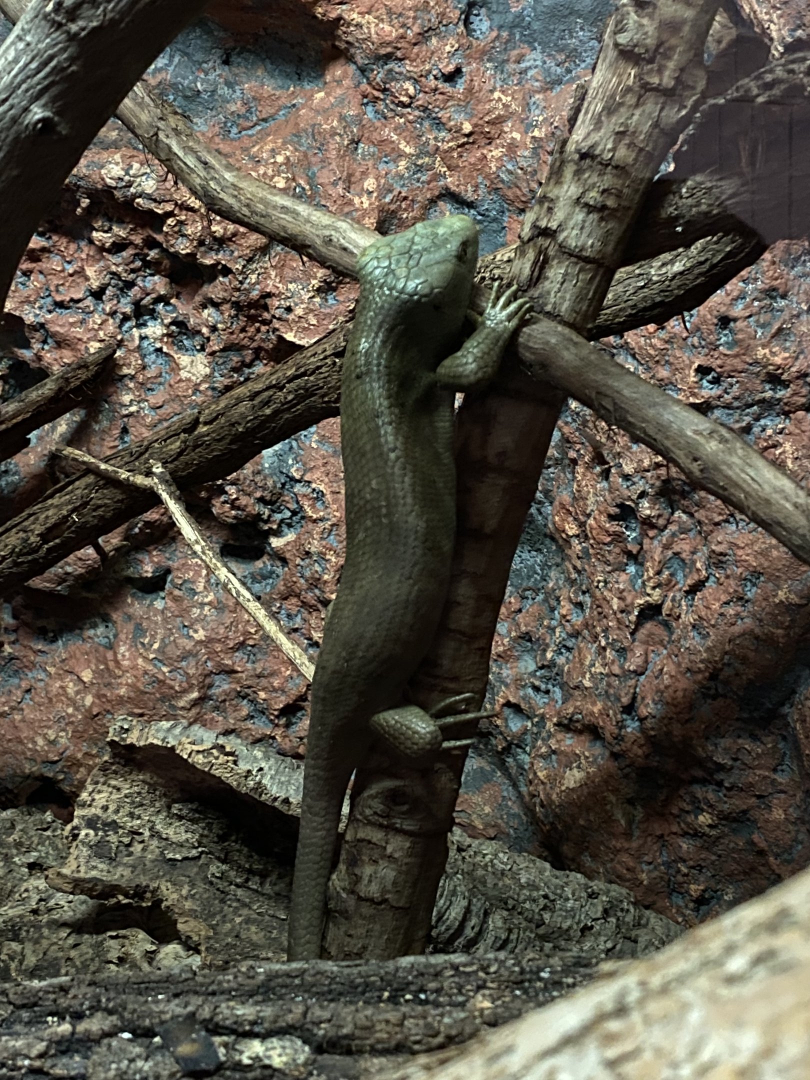 Prehensile-tailed Skink