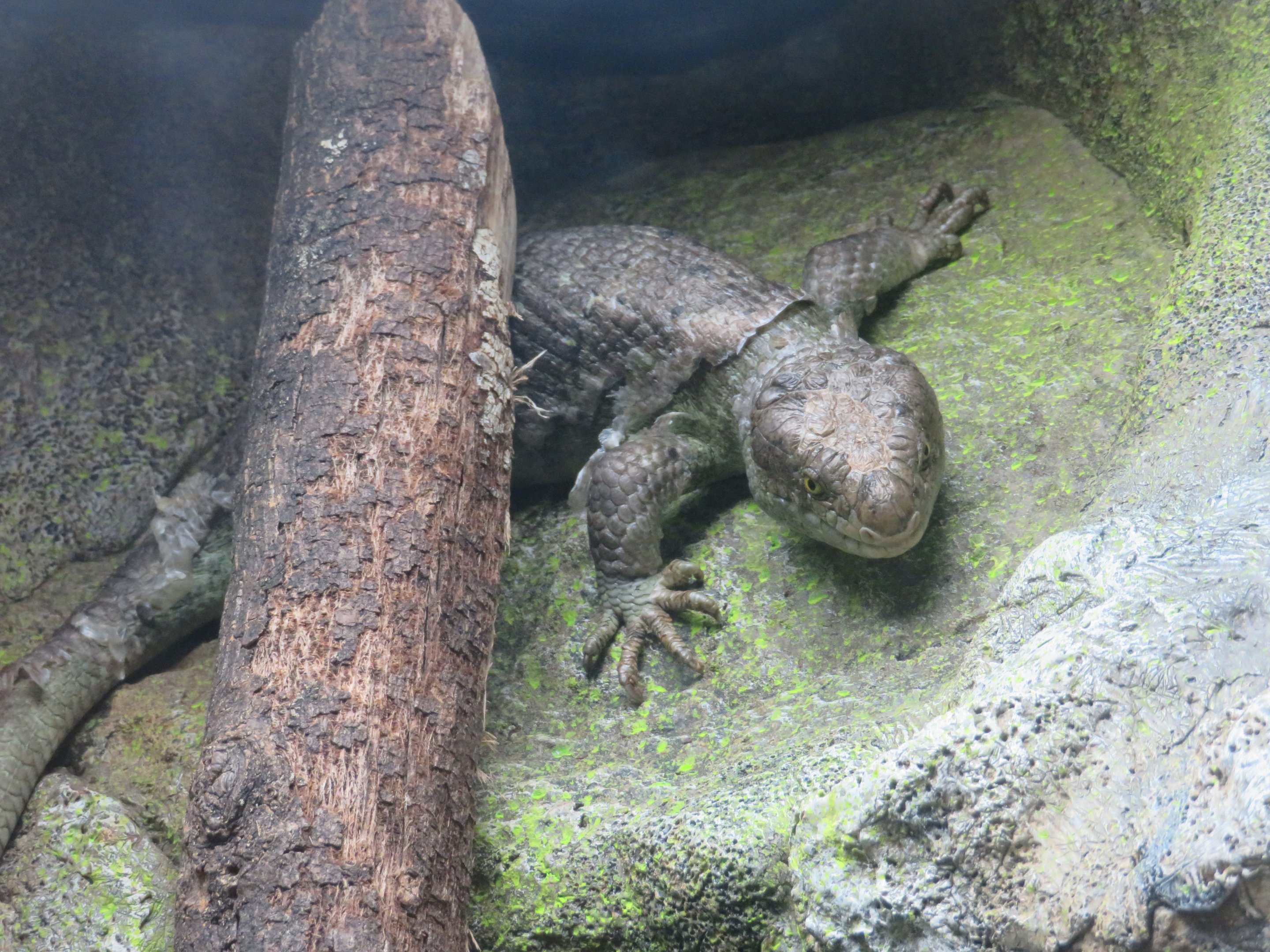 Prehensile-tailed Skink