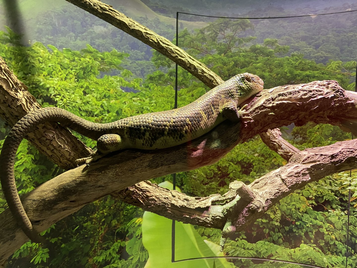 Prehensile Tailed Skink