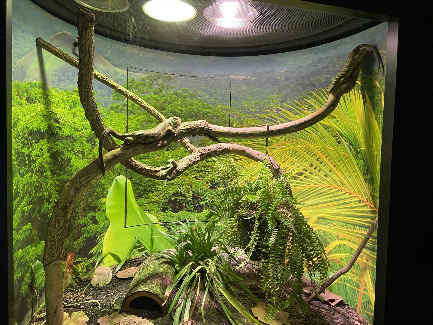 Prehensile Tailed Skink