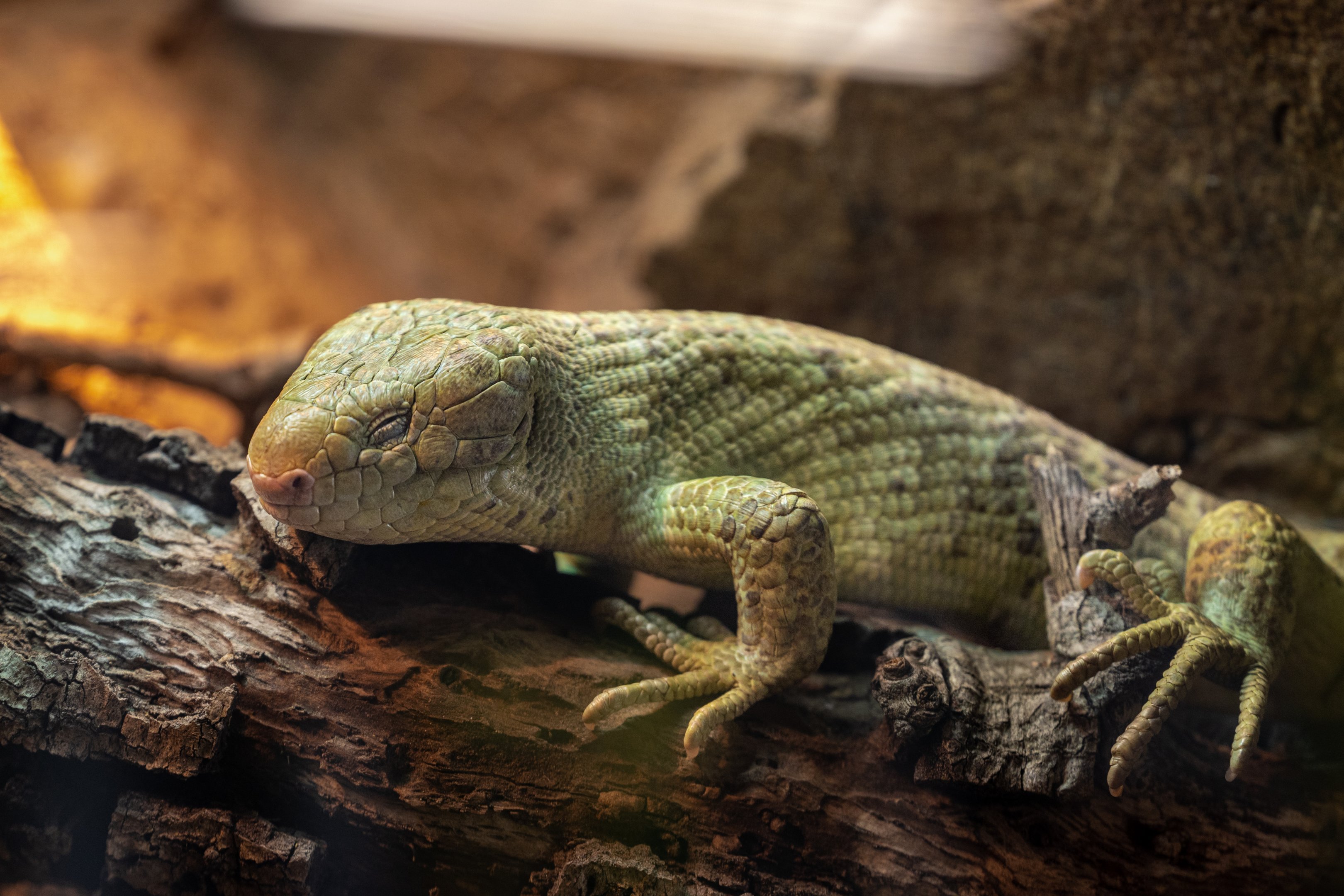 Prehensile Tailed Skink