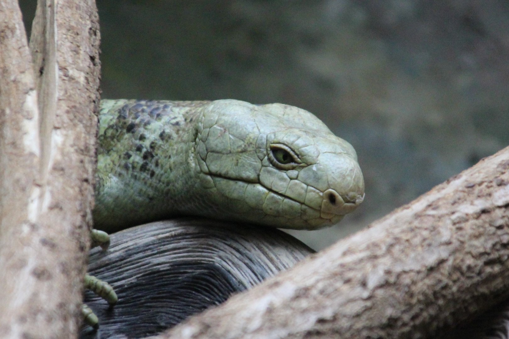 Prehensile-tailed Skink