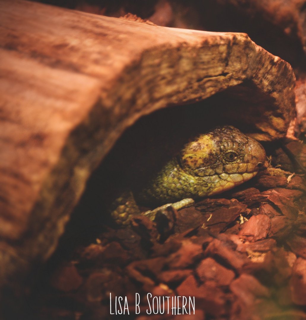 Prehensile tailed skink