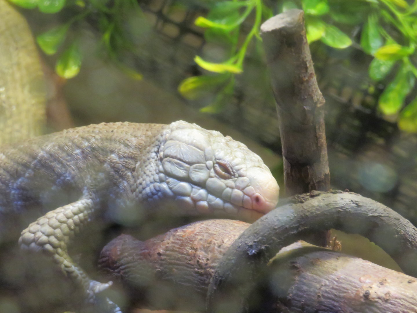 Prehensile-tailed Skink