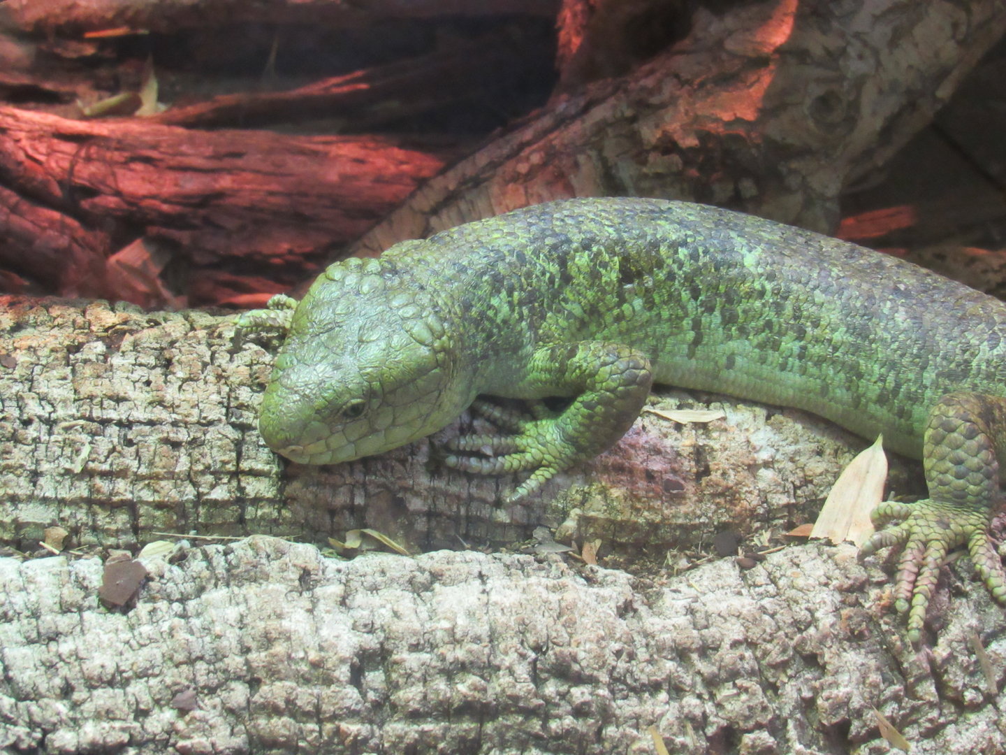 Prehensile-Tailed Skink