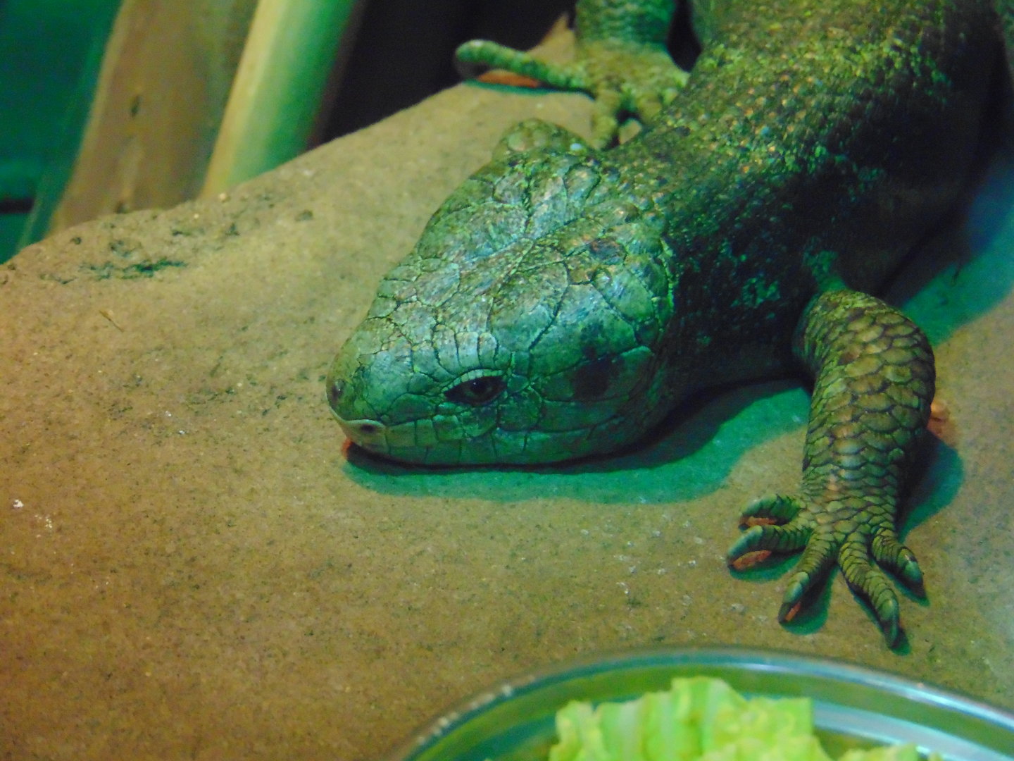 Prehensile-tailed Skink