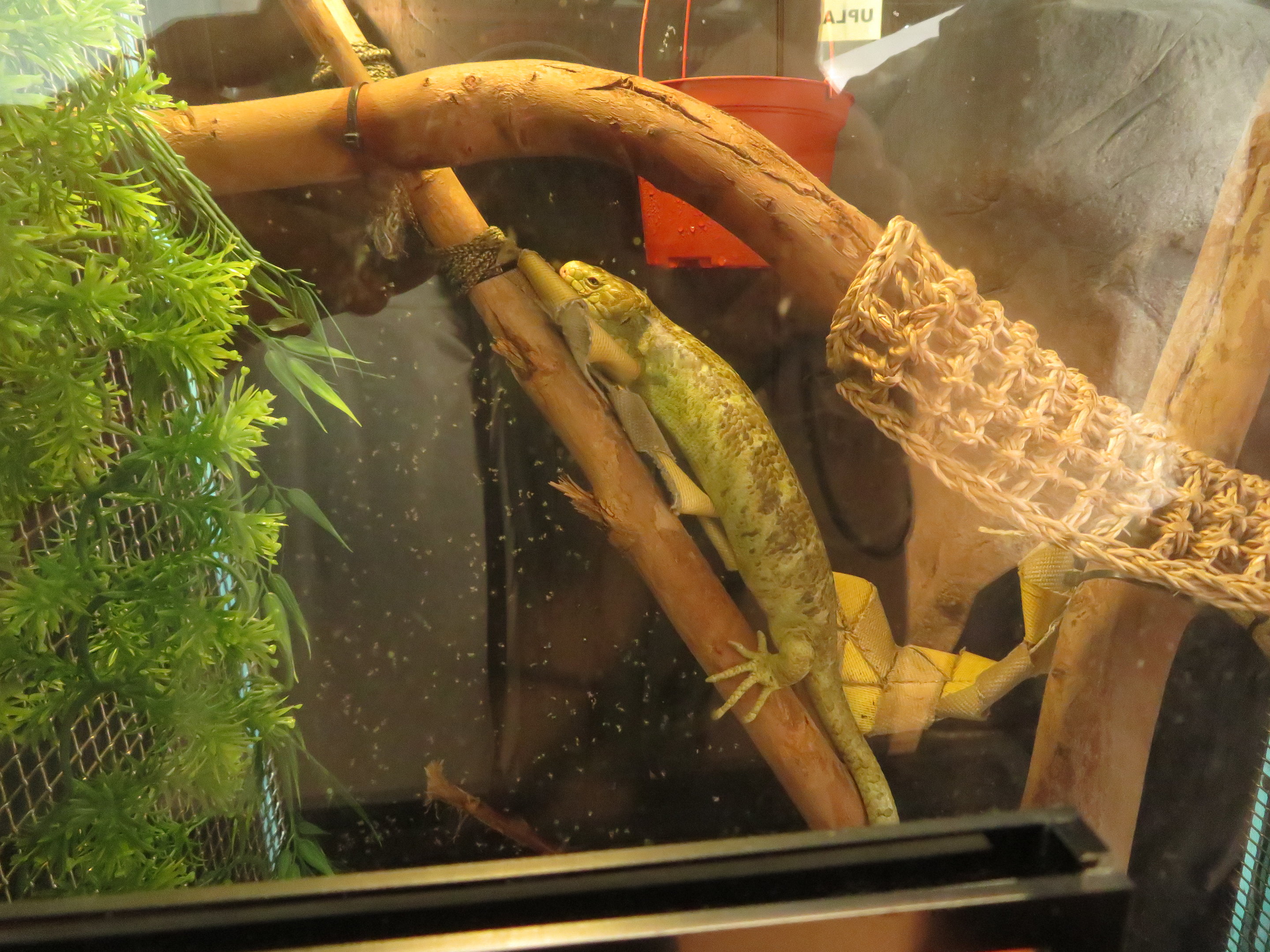 Prehensile-tailed Skink