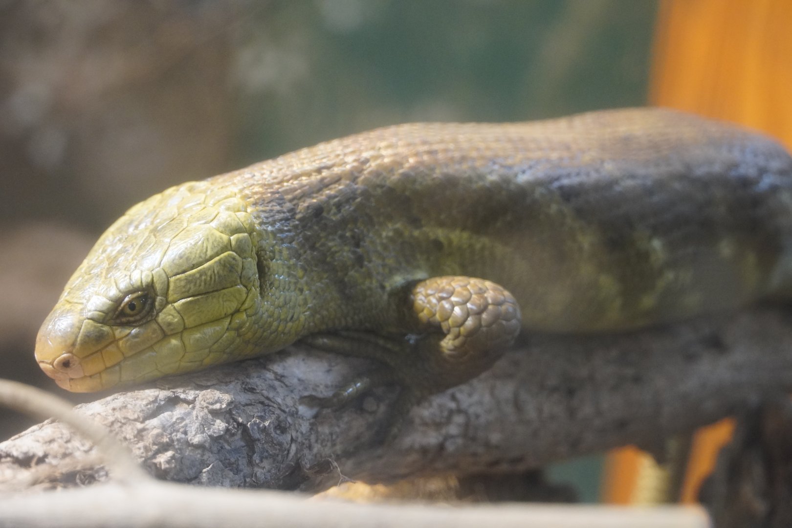 Prehensile-Tailed Skink